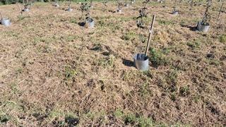 Fındıkta rekolte ve randıman artıracak çalışma