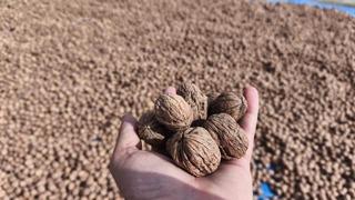 Edirne'de ceviz hasadı başladı