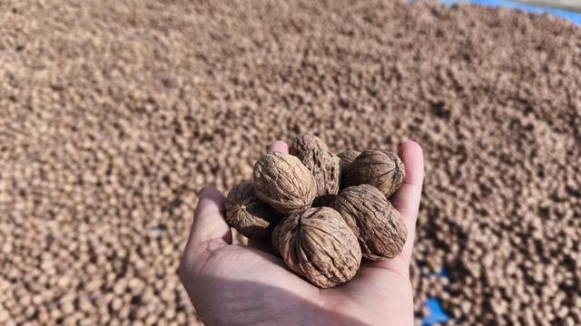 Edirne'de ceviz hasadı başladı