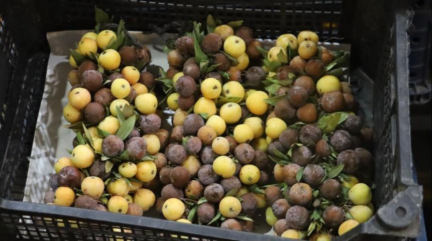 İki yılda bir yetişen bu meyve çürüyünce yeniyor