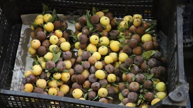 İki yılda bir yetişen bu meyve çürüyünce yeniyor