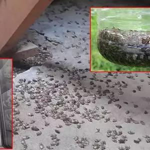  Kokarca istilası krizi Meclis’i karıştırdı: ‘Samuray arısı” planı çöktü! Yeni umut: 2 bin 350 adet sülün... 