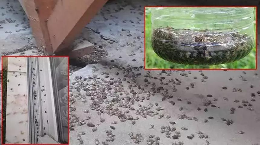  Kokarca istilası krizi Meclis’i karıştırdı: ‘Samuray arısı” planı çöktü! Yeni umut: 2 bin 350 adet sülün... 