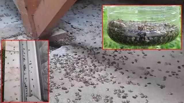  Kokarca istilası krizi Meclis’i karıştırdı: ‘Samuray arısı” planı çöktü! Yeni umut: 2 bin 350 adet sülün... 