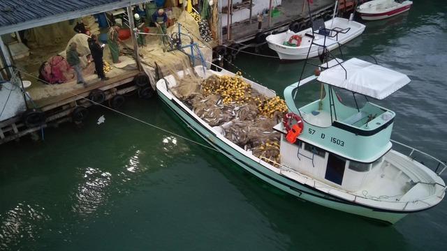 Sinop ta balıkçılar bir gecede 3 bin 200 palamut avladı 1