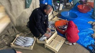 Sinop'ta balıkçılar bir gecede 3 bin 200 palamut avladı