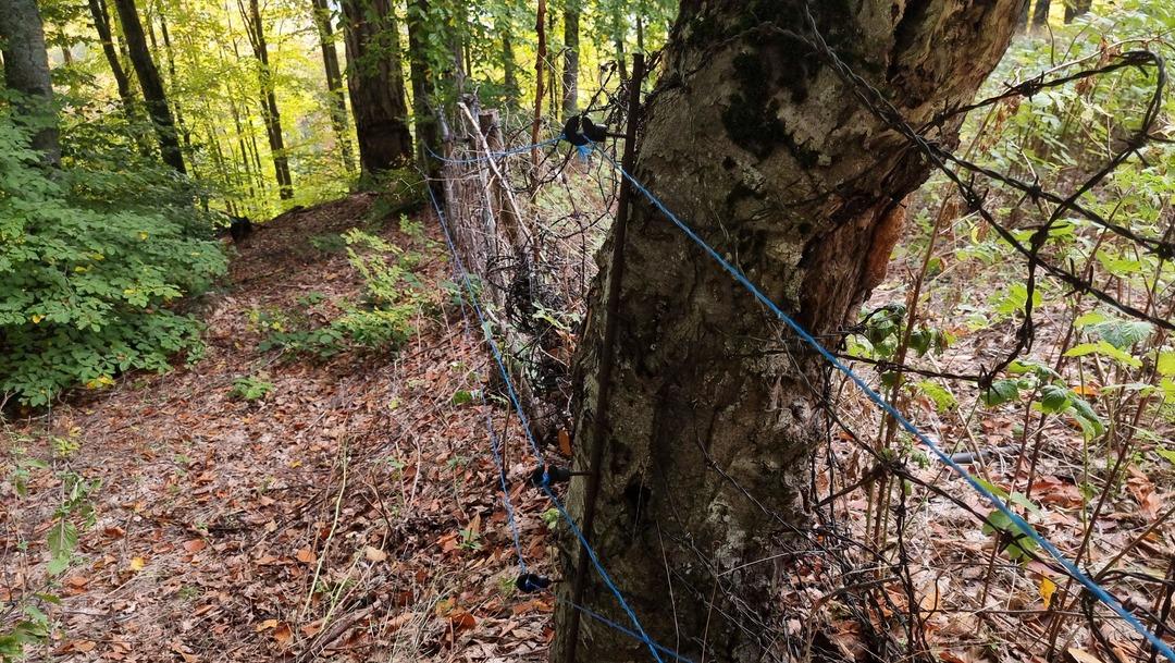 Yer K&uuml;tahya... Kadın &ccedil;ift&ccedil;inin ahududu bah&ccedil;esine ayı baskını: İlk hasadı ayılar yedi! 4