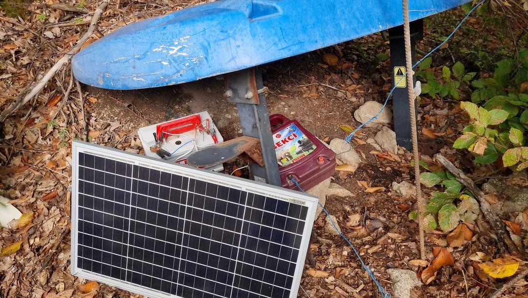 Yer K&uuml;tahya... Kadın &ccedil;ift&ccedil;inin ahududu bah&ccedil;esine ayı baskını: İlk hasadı ayılar yedi! 3