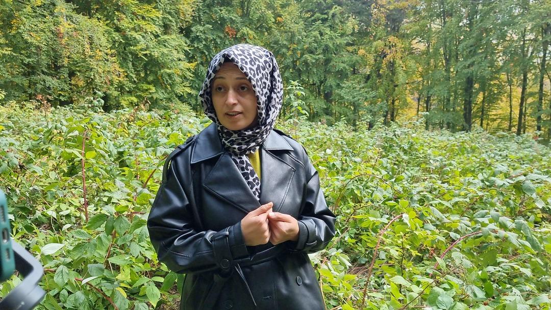 Yer K&uuml;tahya... Kadın &ccedil;ift&ccedil;inin ahududu bah&ccedil;esine ayı baskını: İlk hasadı ayılar yedi! 5