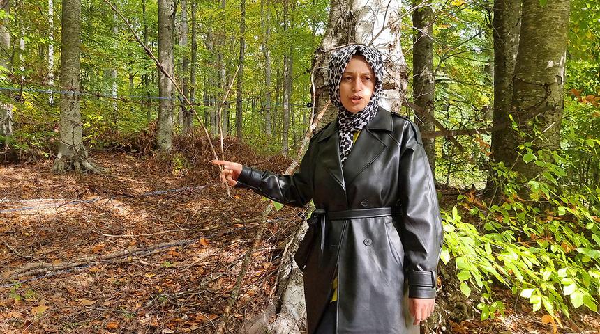 Yer K&uuml;tahya... Kadın &ccedil;ift&ccedil;inin ahududu bah&ccedil;esine ayı baskını: İlk hasadı ayılar yedi!