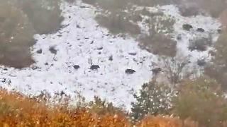 Sivas’ın Çeltek köyünde yaban domuzu sürüsü görüntülendi