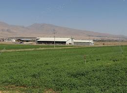 Niğde'de üniversitenin tarıma kazandırılan arazilerinde yem bitkileri yetiştiriliyor