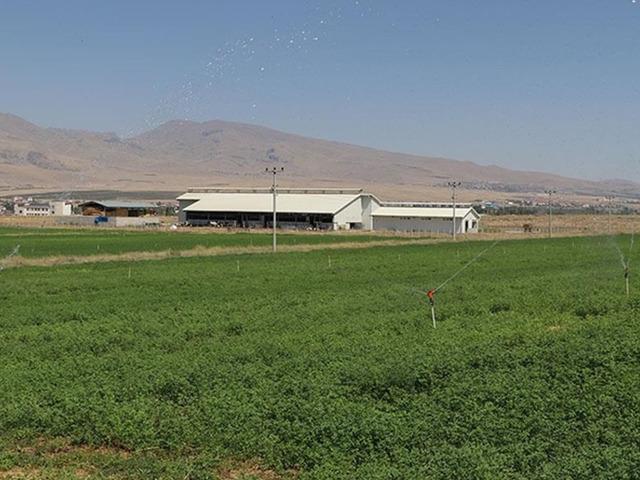 Niğde'de üniversitenin tarıma kazandırılan arazilerinde yem bitkileri yetiştiriliyor