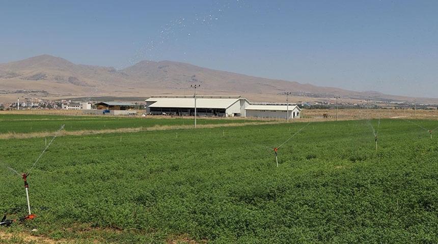 Niğde'de üniversitenin tarıma kazandırılan arazilerinde yem bitkileri yetiştiriliyor