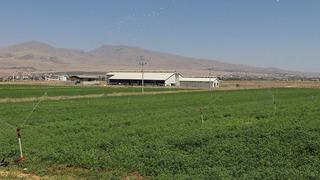 Niğde'de üniversitenin tarıma kazandırılan arazilerinde yem bitkileri yetiştiriliyor