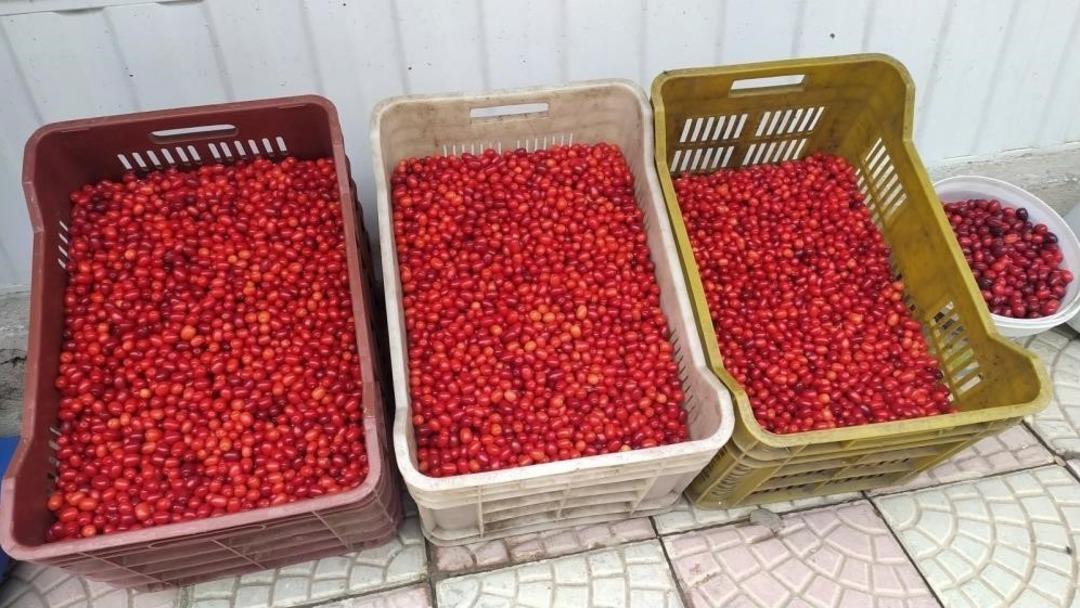 Kilosu 80 TL... Kızılcık tezgahlarında yerini aldı: "Kansere karşı da koruyucu niteliktedir" 2