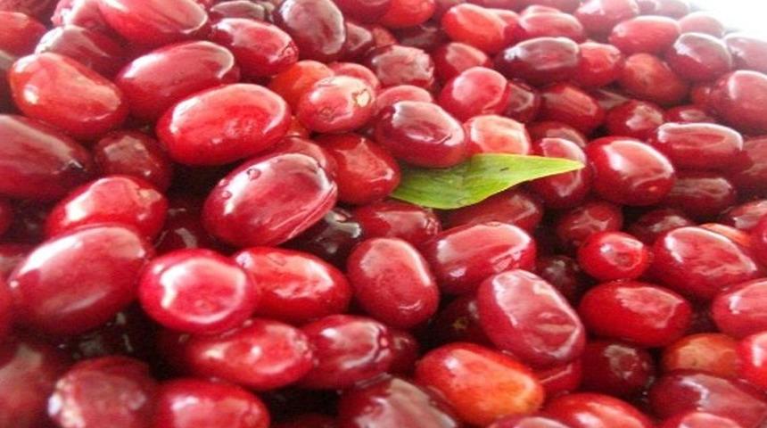 Kilosu 80 TL... Kızılcık tezgahlarında yerini aldı: "Kansere karşı da koruyucu niteliktedir"