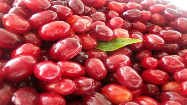 Kilosu 80 TL... Kızılcık tezgahlarında yerini aldı: Kansere karşı da koruyucu niteliktedir