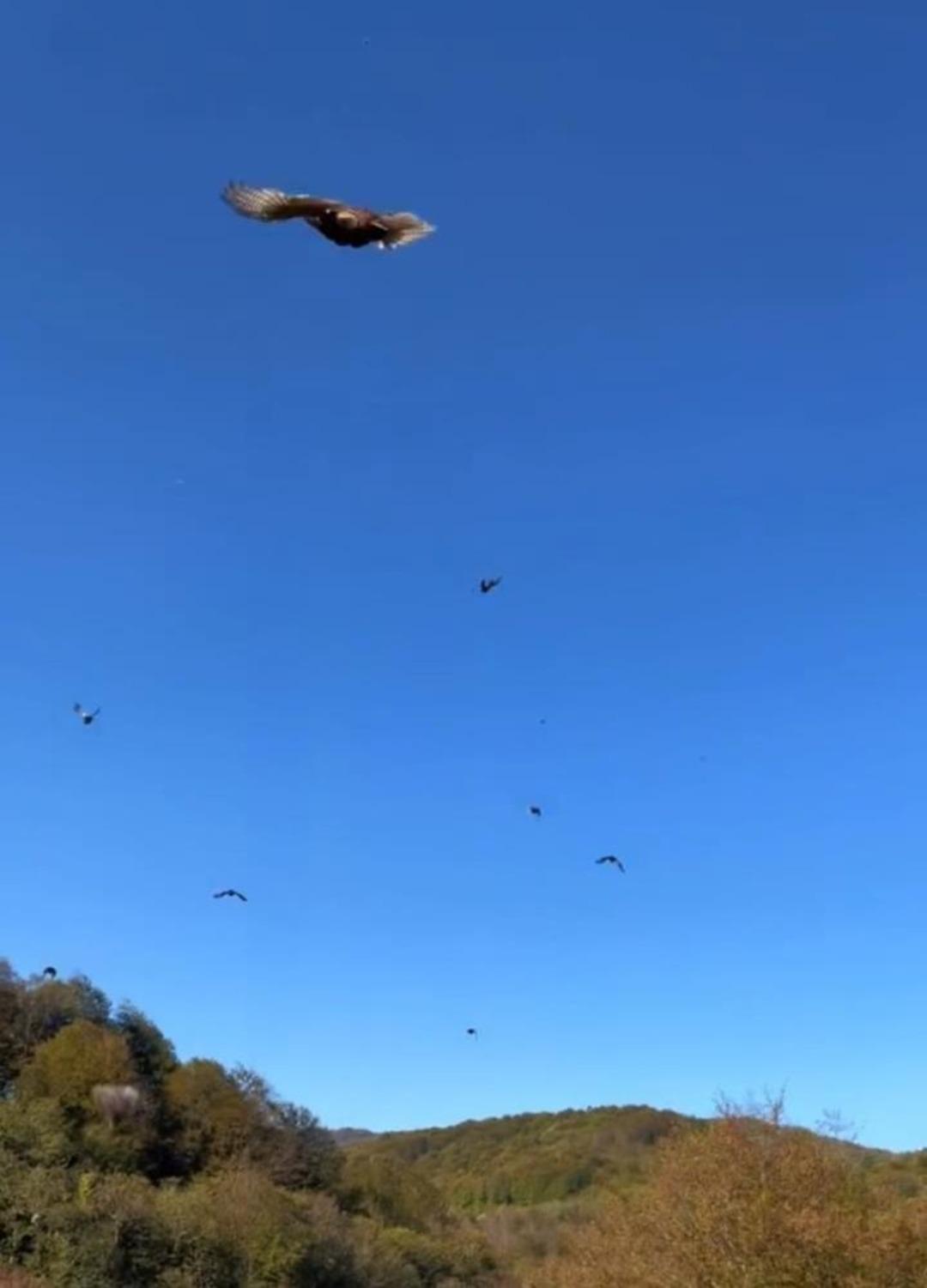 Kokarca istilasına karşı 250 sülün doğaya salındı 3