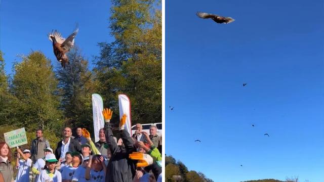 Kokarca istilasına karşı 250 sülün doğaya salındı