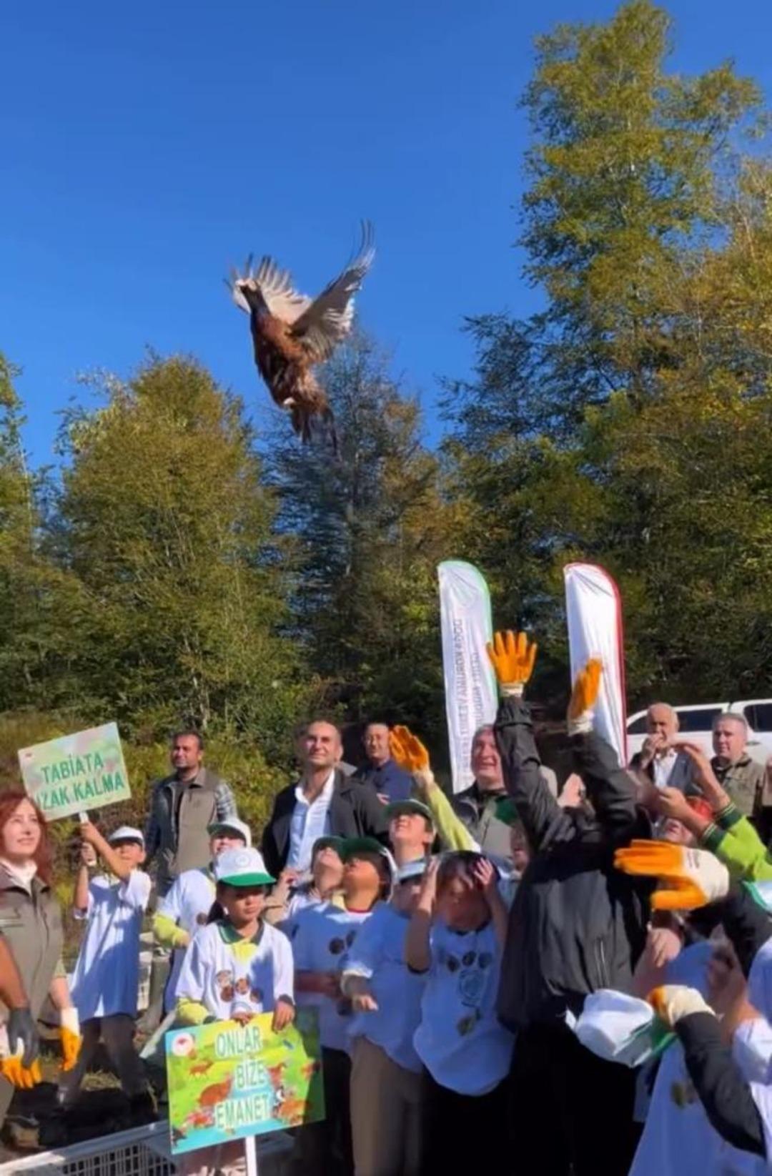 Kokarca istilasına karşı 250 sülün doğaya salındı 2