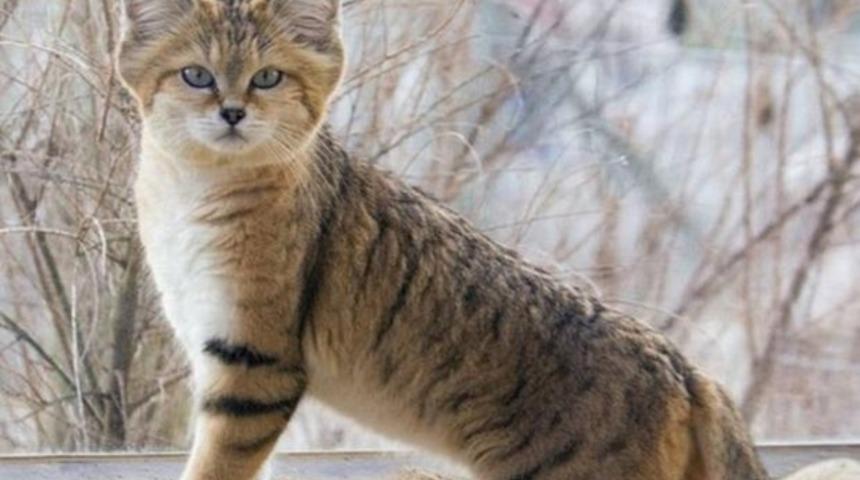 Nesli t&uuml;kenmek &uuml;zere olan kedigiller