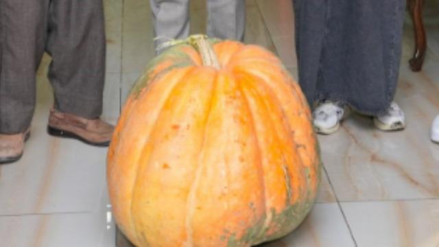 Türkiye'nin en büyüğü! Görenleri hayrete düşürdü! 