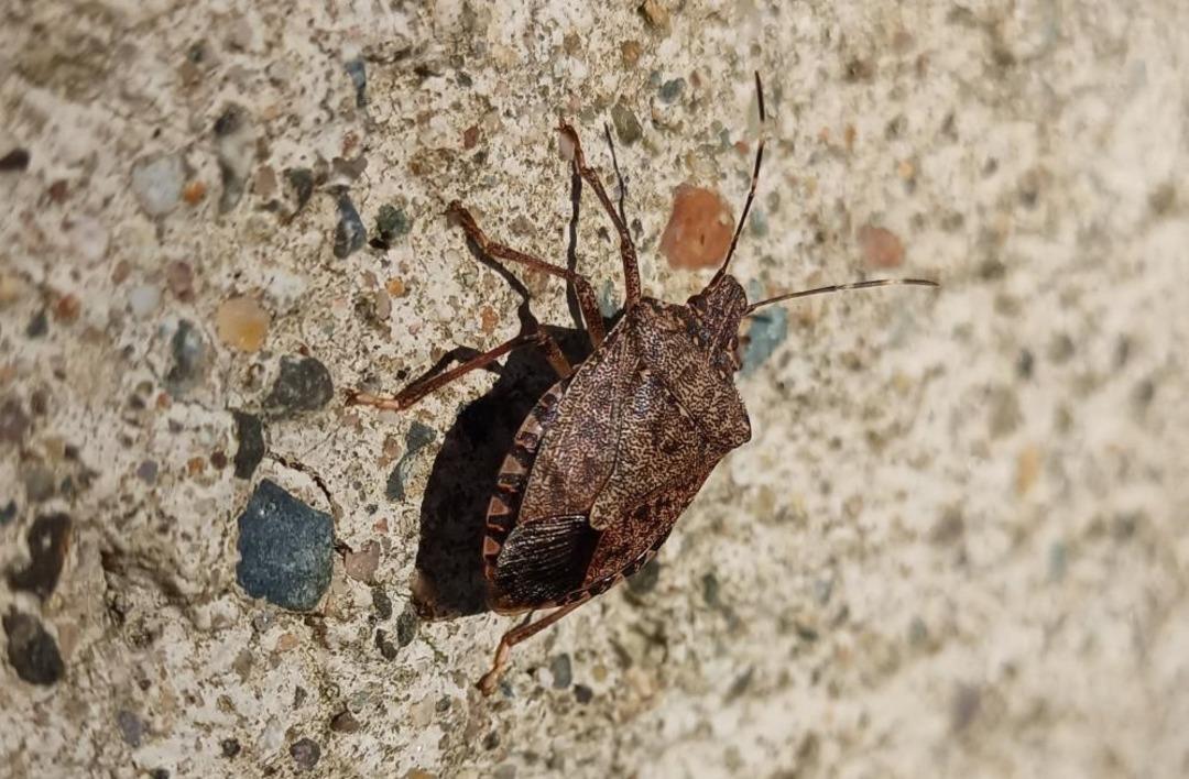 Kahverengi kokarca alarmı: Bu yıl zirveye ulaştı! Uzmanlar bahar aylarına karşı uyarıyor! 1