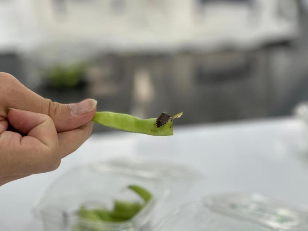 Kahverengi kokarca alarmı: Bu yıl zirveye ulaştı! Uzmanlar bahar aylarına karşı uyarıyor! 2