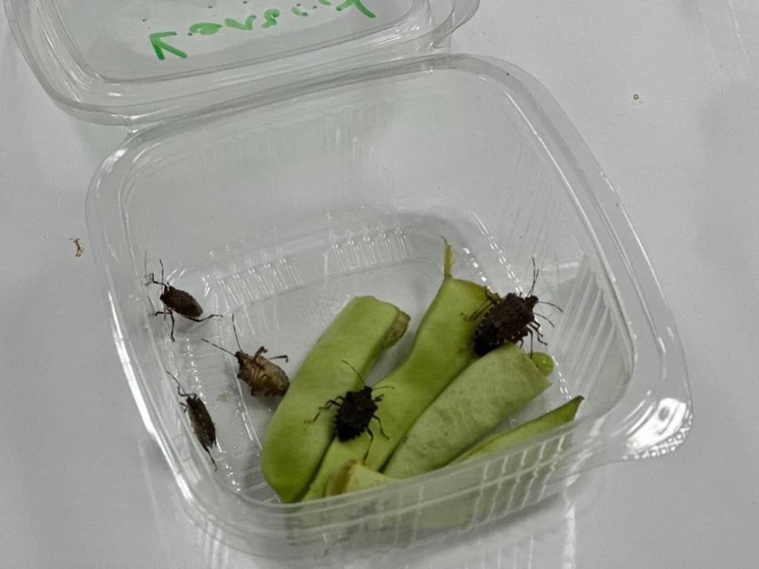 Kahverengi kokarca alarmı: Bu yıl zirveye ulaştı! Uzmanlar bahar aylarına karşı uyarıyor! 3