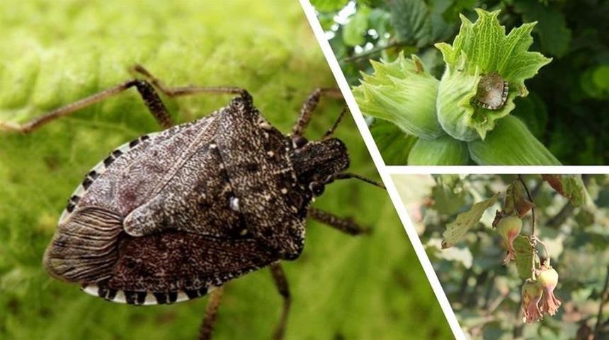 Kahverengi kokarca alarmı: Bu yıl zirveye ulaştı! Uzmanlar bahar aylarına karşı uyarıyor!