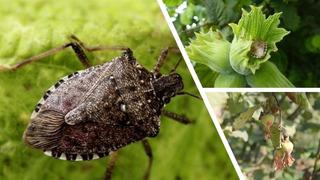 Kahverengi kokarca alarmı: Bu yıl zirveye ulaştı! Uzmanlar bahar aylarına karşı uyarıyor!