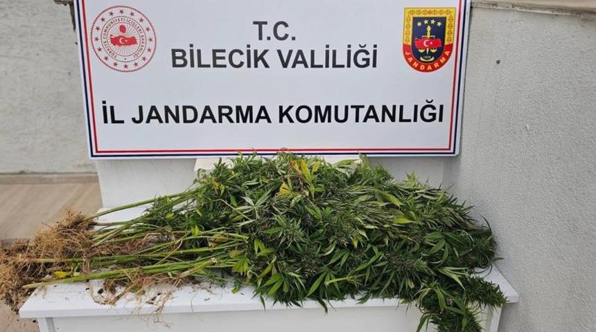 Bilecik'te kenevir operasyonu