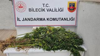 Bilecik'te kenevir operasyonu