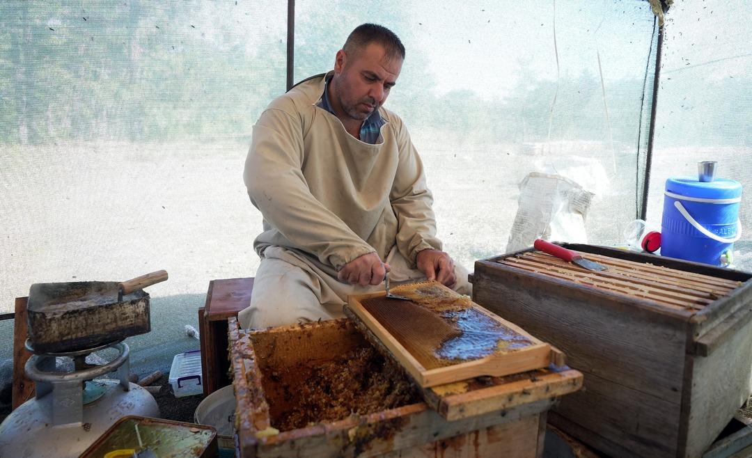 Dünyadaki üretimin yüzde 92 si Türkiye de! Milyonlarca var, 1 teneke 5 bin TL 2