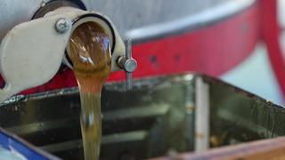 Dünyadaki üretimin yüzde 92'si Türkiye'de! Milyonlarca var, 1 teneke 5 bin TL