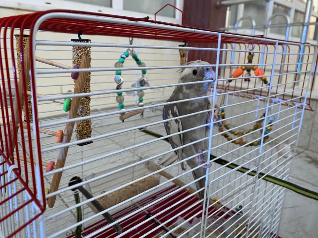 Antalya da yangın çıkan evdeki muhabbet kuşunu itfaiye kurtardı 2