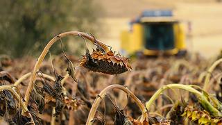 'Yapamazsın, olmaz bu memlekette' dediler yaptı! Boyu 2 metreyi buluyor, ciddi rağbet görüyor