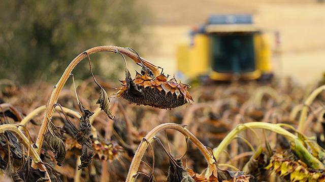 'Yapamazsın, olmaz bu memlekette' dediler yaptı! Boyu 2 metreyi buluyor, ciddi rağbet görüyor