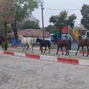 Tekirdağ’da başıboş atlar trafiği tehlikeye soktu