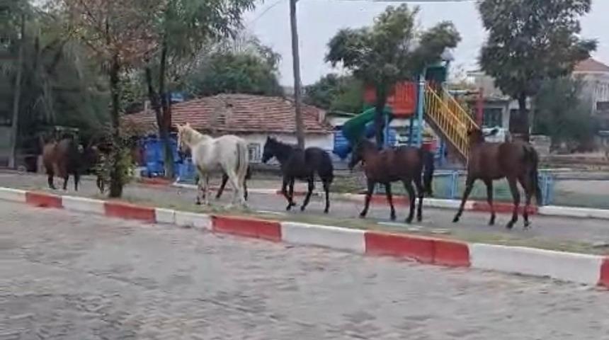 Tekirdağ’da başıboş atlar trafiği tehlikeye soktu