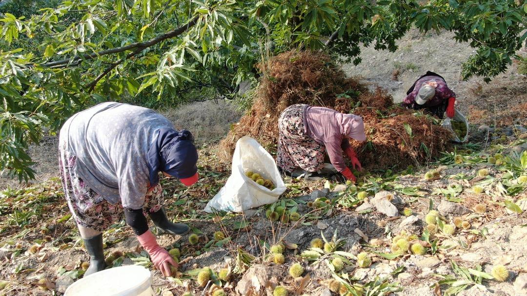 20 günde 100 bin TL kazanabilirsiniz! Tek sorunları işçi bulamamak  Arıyoruz bulamıyoruz  2