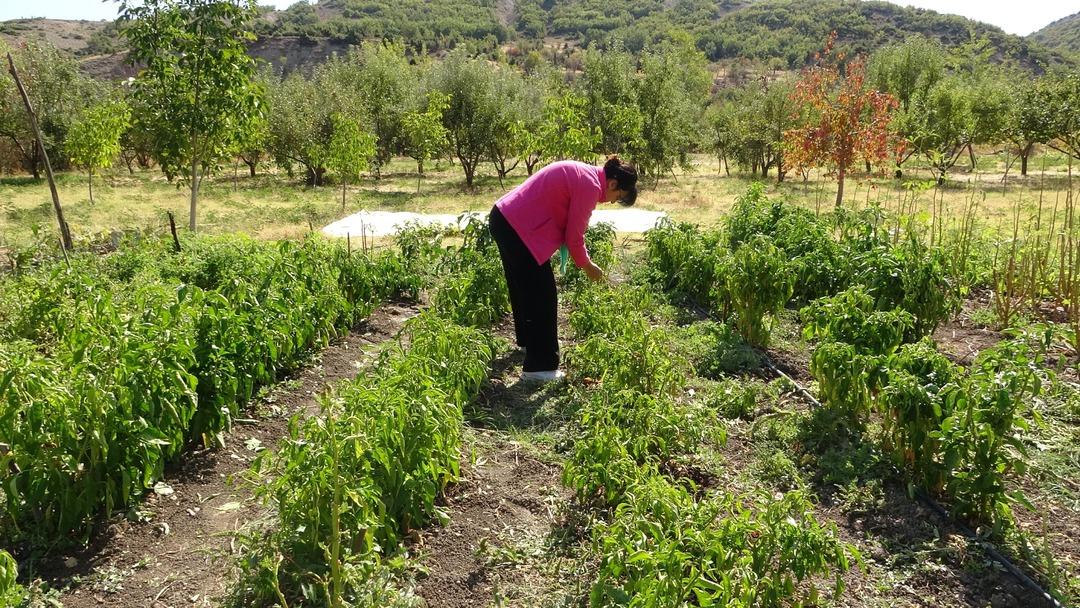 Fransa dan köyüne sera kurmak için döndü: "600 kişiye istihdam" 5