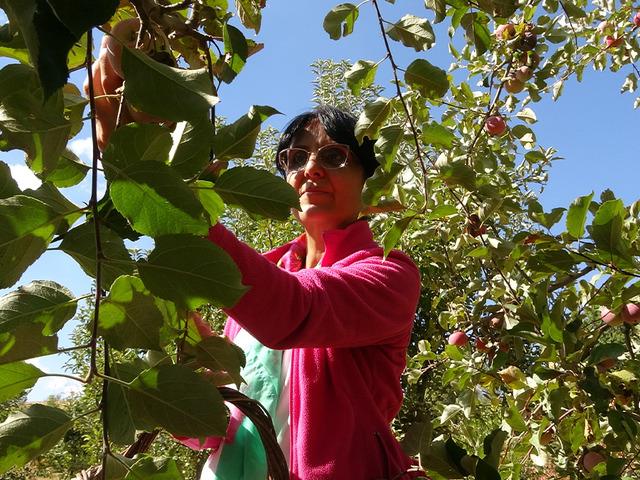 Fransa'dan köyüne sera kurmak için döndü: "600 kişiye istihdam"