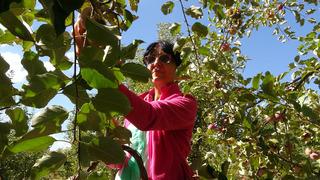 Fransa'dan köyüne sera kurmak için döndü: 600 kişiye istihdam