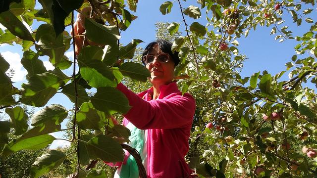 Fransa'dan köyüne sera kurmak için döndü: 600 kişiye istihdam