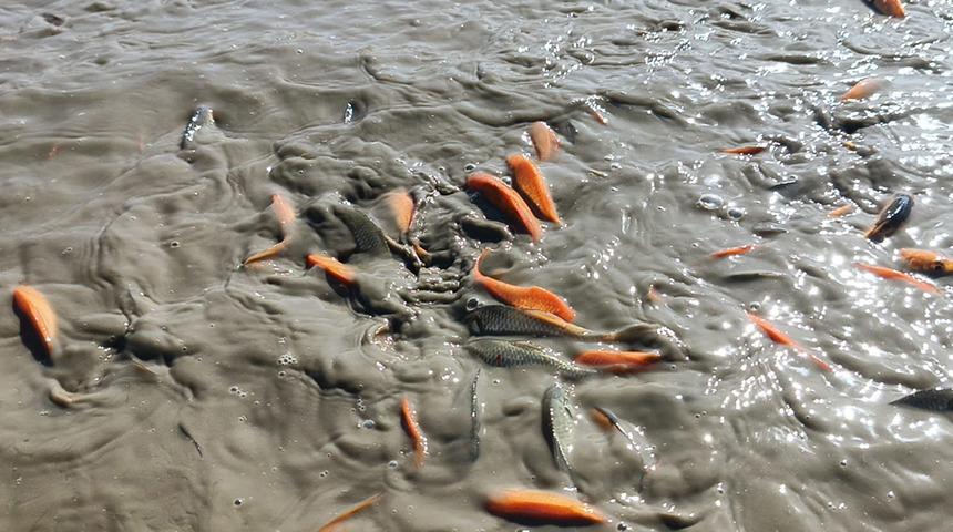 Siirt'te gölet kurudu, balıklar telef oldu