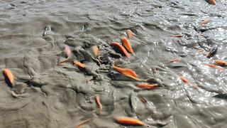 Siirt'te gölet kurudu, balıklar telef oldu