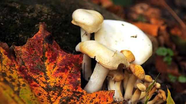 Mantarların gizemli dünyası konuşuldu! Dünyada yaklaşık 5 milyon mantar türü bulunuyor: Sadece 3 bini yenilebilir!