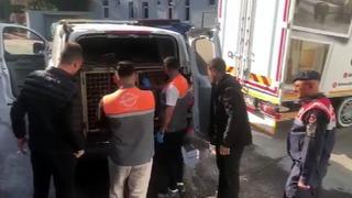 Jandarmadan köpek dövüşçülerine suçüstü